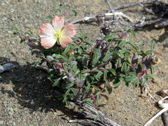 Monsonia salmoniflora