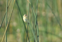 Polystictus pectoralis