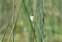 Polystictus pectoralis