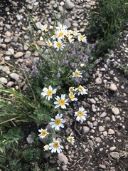Tanacetum corymbosum