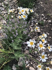 Tanacetum corymbosum
