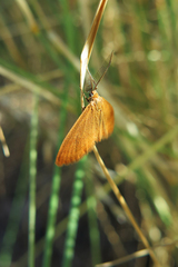 Anthometra plumularia