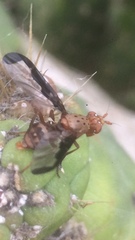 Diacrita costalis
