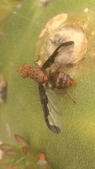 Diacrita costalis