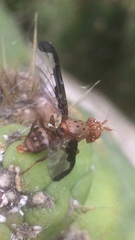 Diacrita costalis