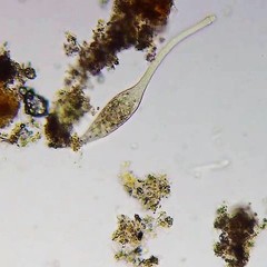 Lacrymaria olor