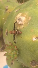 Diacrita costalis