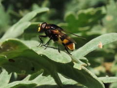 Volucella elegans