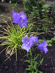 Campanula rotundifolia
