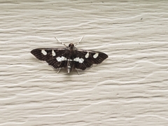 Desmia subdivisalis