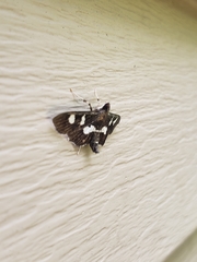 Desmia subdivisalis