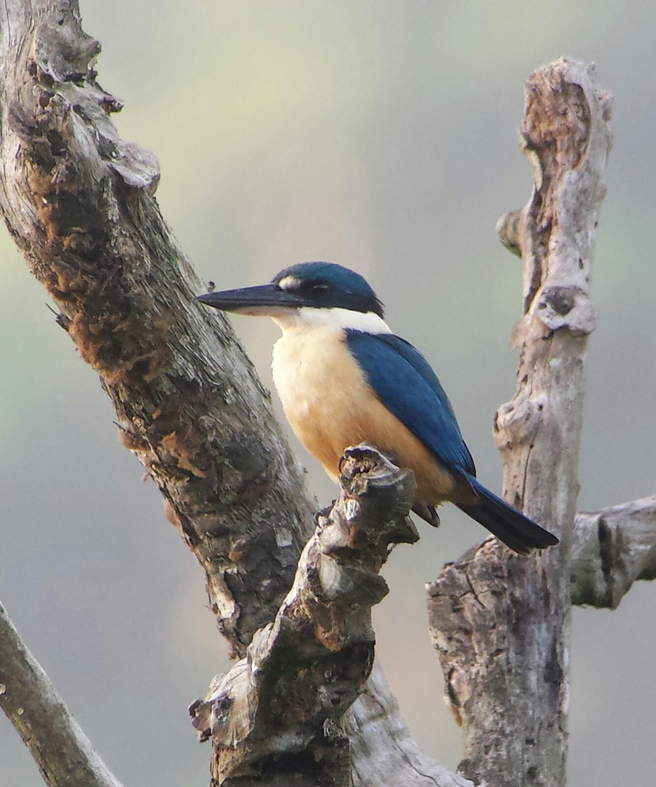 Melanesian Kingfisher (Todiramphus tristrami)