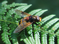 Volucella elegans