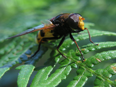 Volucella elegans