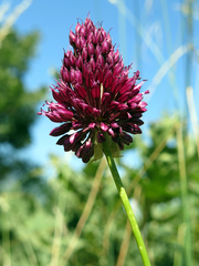 Allium sphaerocephalon