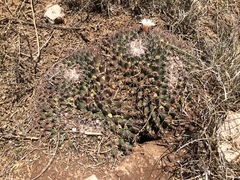 Mammillaria meiacantha