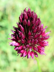 Allium sphaerocephalon