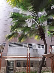 Livistona chinensis