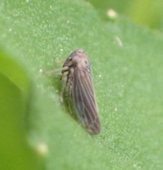 Agallia quadripunctata