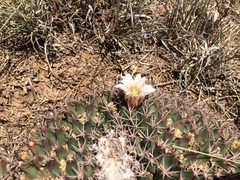 Mammillaria meiacantha