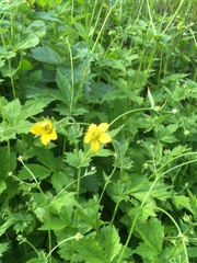 Geum urbanum