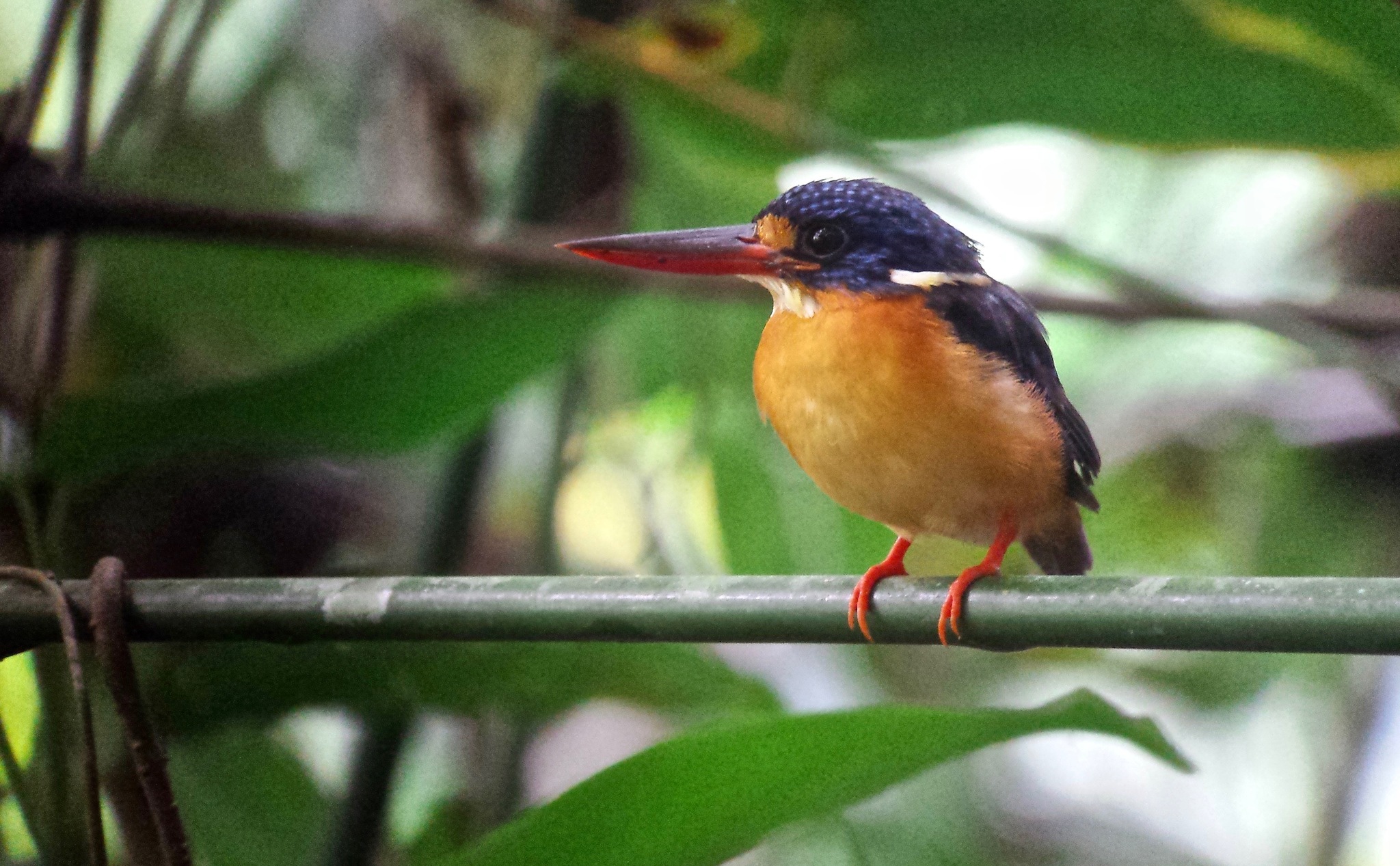 New Britain Dwarf-Kingfisher illustration