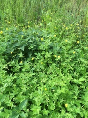 Geum urbanum