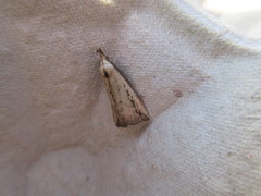 Macrochilo orciferalis