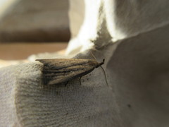 Macrochilo orciferalis