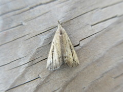 Macrochilo orciferalis