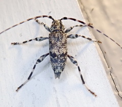 Graphisurus fasciatus