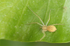 Philodromus albidus