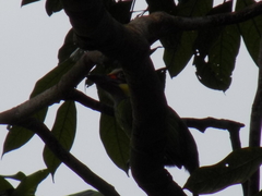 Psilopogon chrysopogon