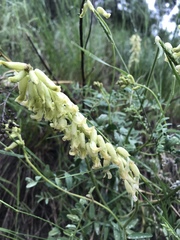 Astragalus collinus