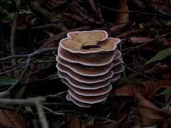 Flabellophora