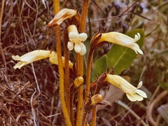 Aphyllon fasciculatum