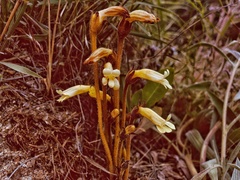 Aphyllon fasciculatum