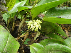 Pleurothallis ruscifolia