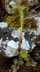 Umbilicus horizontalis