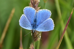 Polyommatus bellargus
