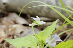 Viola rostrata