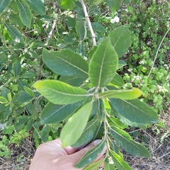 Salix × reichardtii