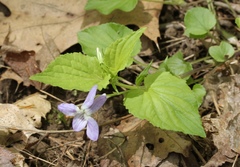 Viola rostrata