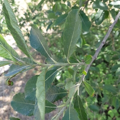 Salix × reichardtii