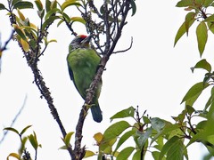 Psilopogon franklinii