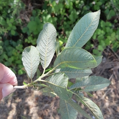 Salix × reichardtii
