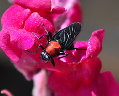 Clitellaria ephippium