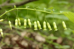 Polygonatum