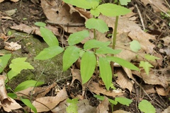 Polygonatum