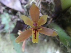 Maxillaria acutifolia